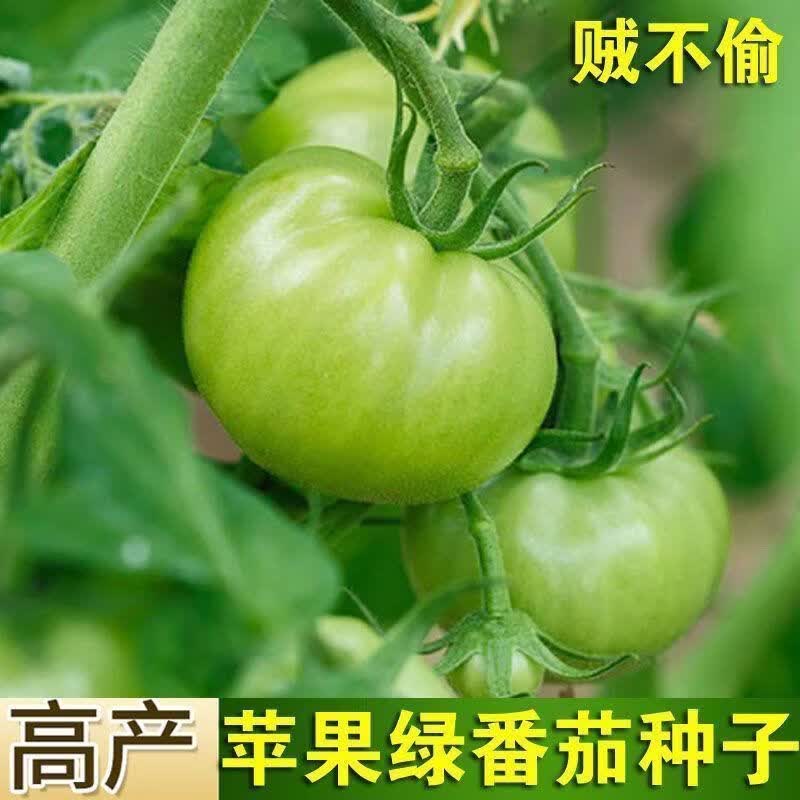 贼不偷番茄种子绿番茄种子柿子绿西红柿种籽贼不偷青皮番茄种子