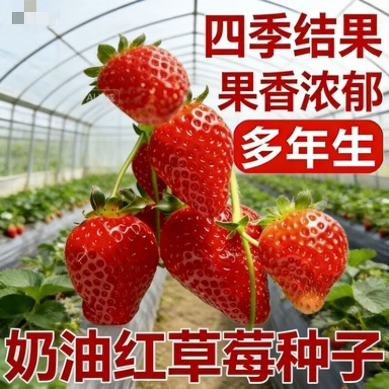 奶油红草莓种籽家庭阳台盆栽四季易活大草莓种籽奶油红草莓种子
