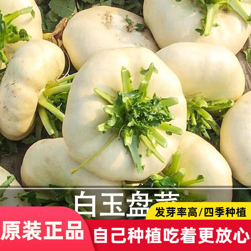 白玉盘菜种籽温州盘菜头可腌制大头菜芥菜盆菜冬秋季蔬菜种子大全