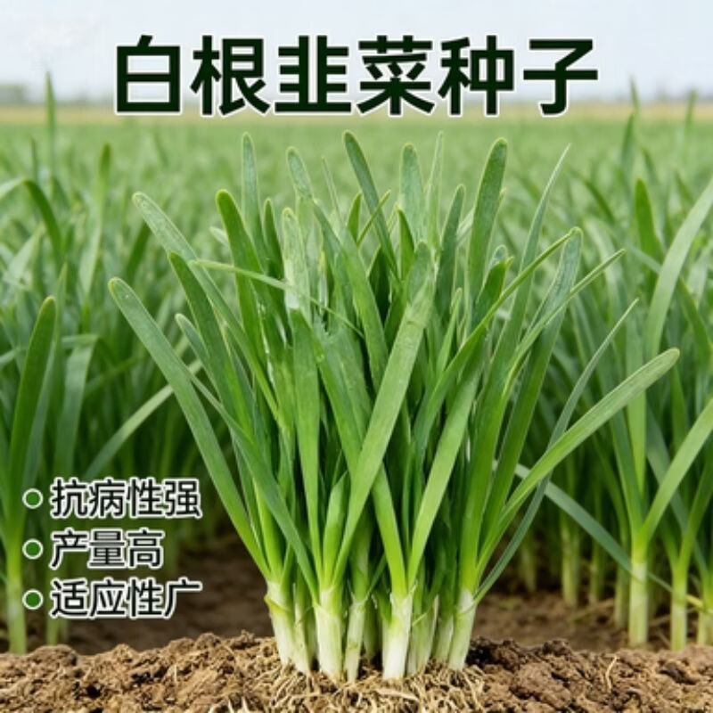 【割了又长】白根韭菜种子四季抗旱耐寒韭菜籽阳台盆栽蔬菜种子籽