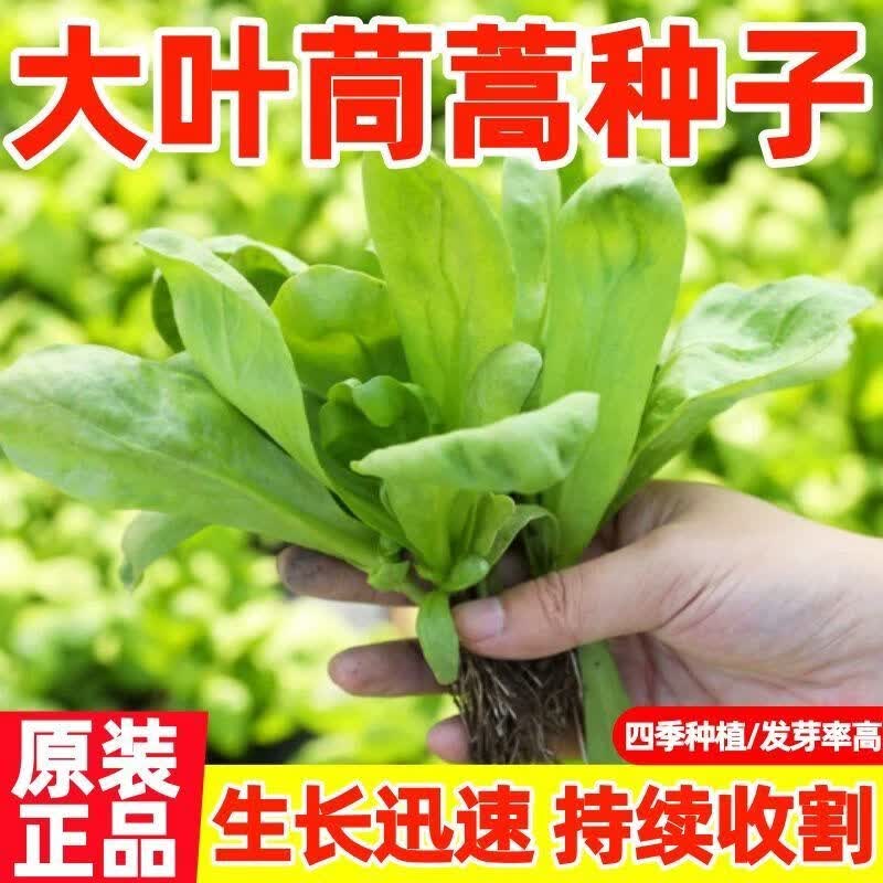 【高品质】大叶茼蒿种子 耐热耐寒 四季阳台盆栽秋冬蔬菜种子大全