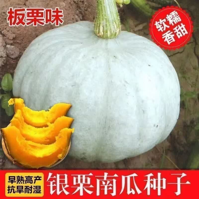 银栗南瓜种子灰皮板栗南瓜种子四季蔬菜南瓜种子青皮贝贝迷你南瓜