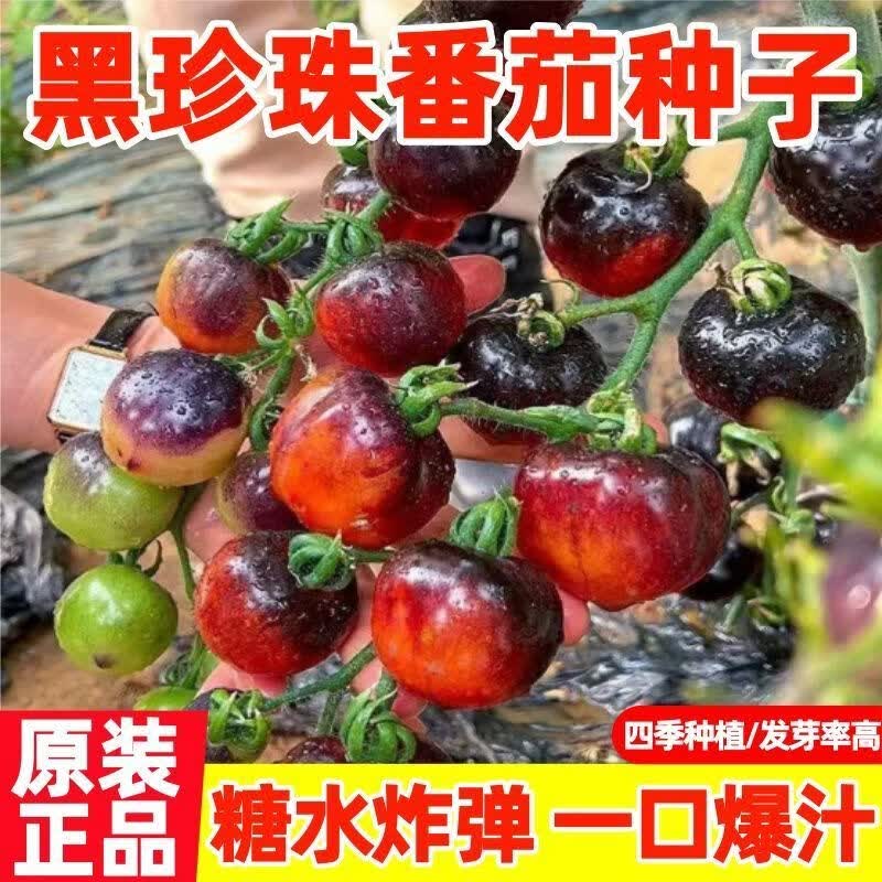 黑珍珠番茄种子黑色小西红柿生吃甜脆多汁好吃农家自种小番茄种籽