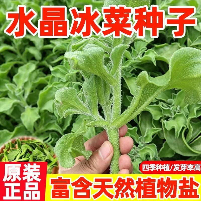 水晶冰菜种子四季播盆栽阳台农田冰晶菜青菜蔬菜种子包装随机