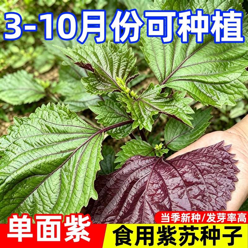新种紫苏种子可食用单面红紫苏大叶紫苏种籽四季耐热可以阳台盆栽