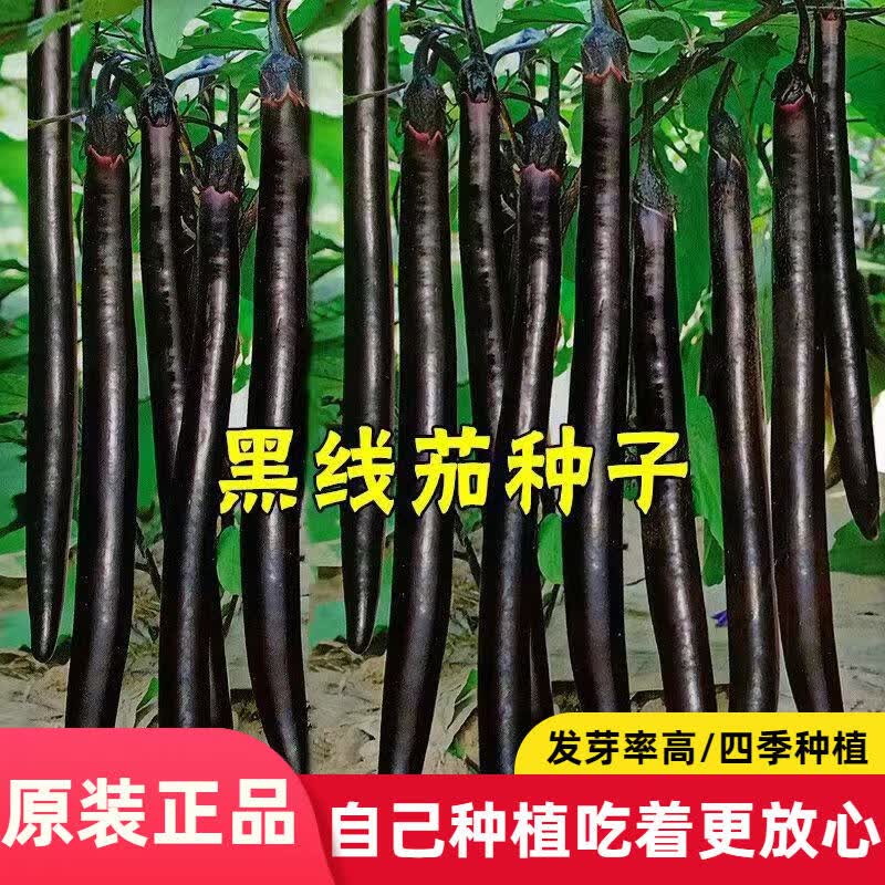 特长黑线茄种子孑春季秋季阳台盆栽杭懒人新鲜长茄绿茄子种籽
