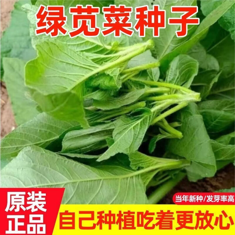 绿苋菜种子野笕菜籽种青菜种籽蔬菜菜农家菜四季菜春季四季播