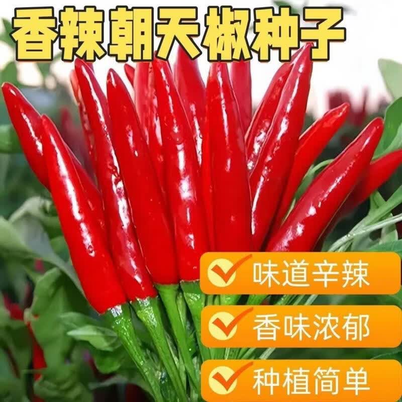 春季特辣小米椒种子朝天椒指天椒剁椒红米椒红色辣椒魔鬼泡椒种子