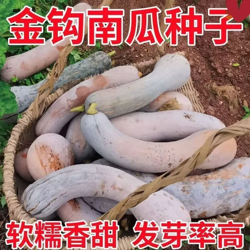 【金钩南瓜种子】耐热抗寒中熟老瓜味甜奇花异果菜园田地蔬菜种