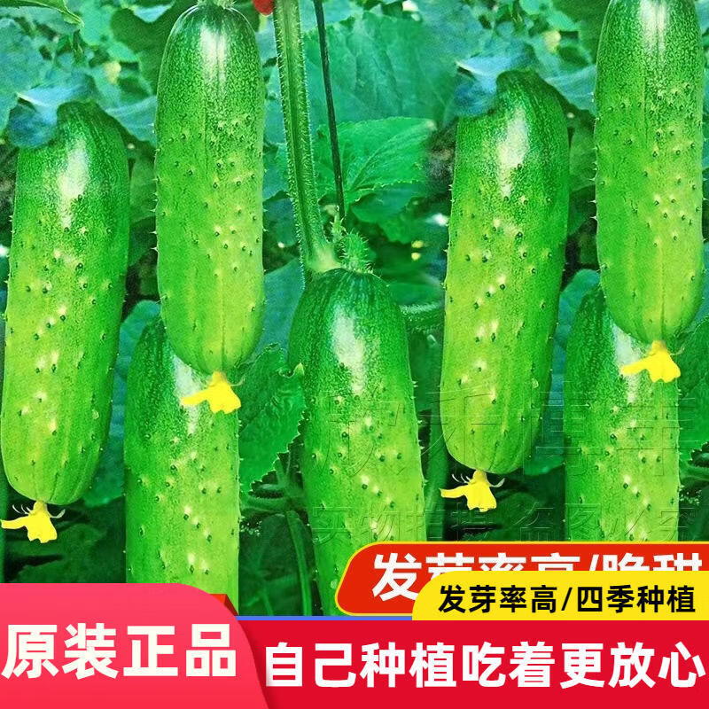 水果黄瓜种子新品种脆甜旱黄瓜高产生吃春秋农家黄瓜种子大全