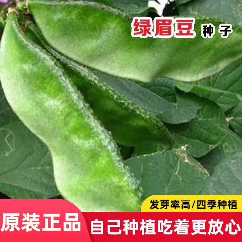 【今年新种】绿眉豆种子猪耳朵扁豆籽种阳台盆栽种植高产蔬果种籽