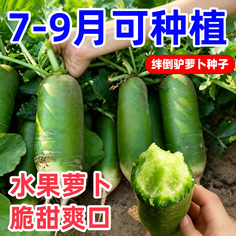 绊倒驴青萝卜种子东北大青萝卜籽秋季大绿萝卜种子蔬菜种籽