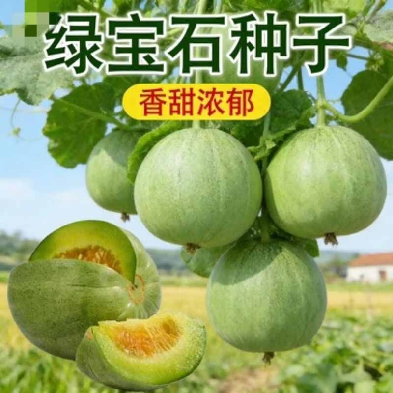 绿宝石甜瓜种子超甜薄皮香瓜籽冰糖甜香脆瓜香瓜籽水果种子