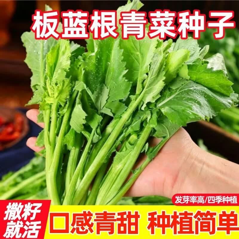 板蓝根青菜种子多茬采收油菜心种籽青菜苔蔬菜阳台盆栽好
