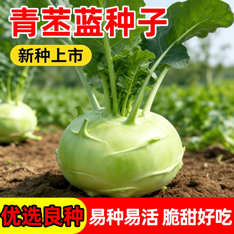 春秋青苤蓝种子生吃水果绿苤蓝四季春秋栽培球茎甘蓝种子蔬菜种子