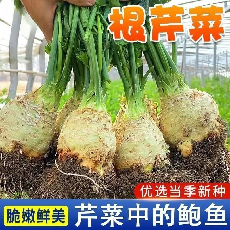 正宗地中海根芹种子四季洋芹芹菜根种籽阳台蔬菜盆栽耐热蔬菜种子