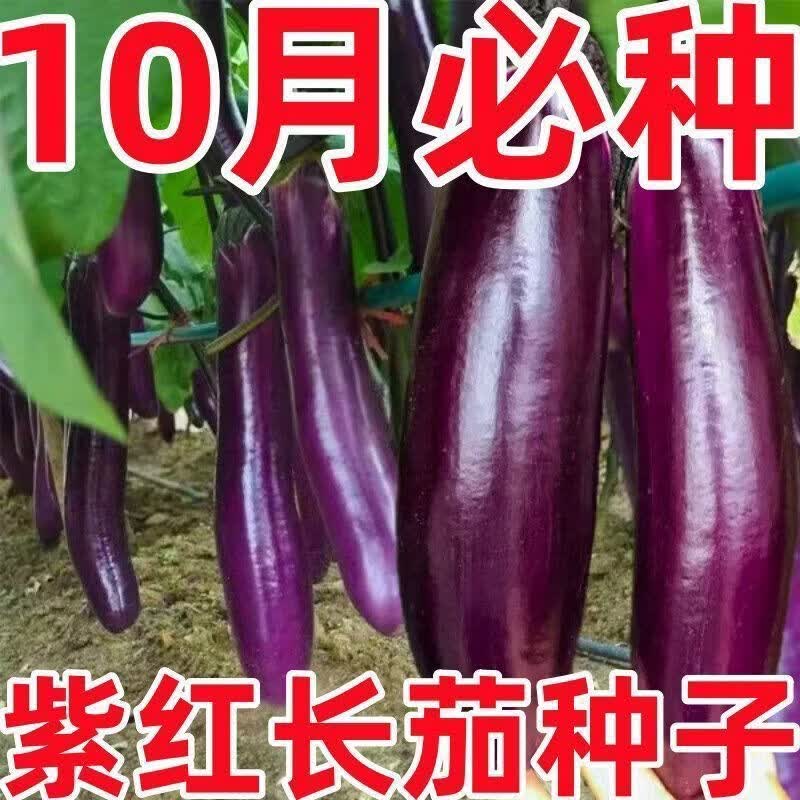 紫红茄子种子高产四季播种紫红长茄种籽茄王蔬菜种紫色薄皮皮茄子