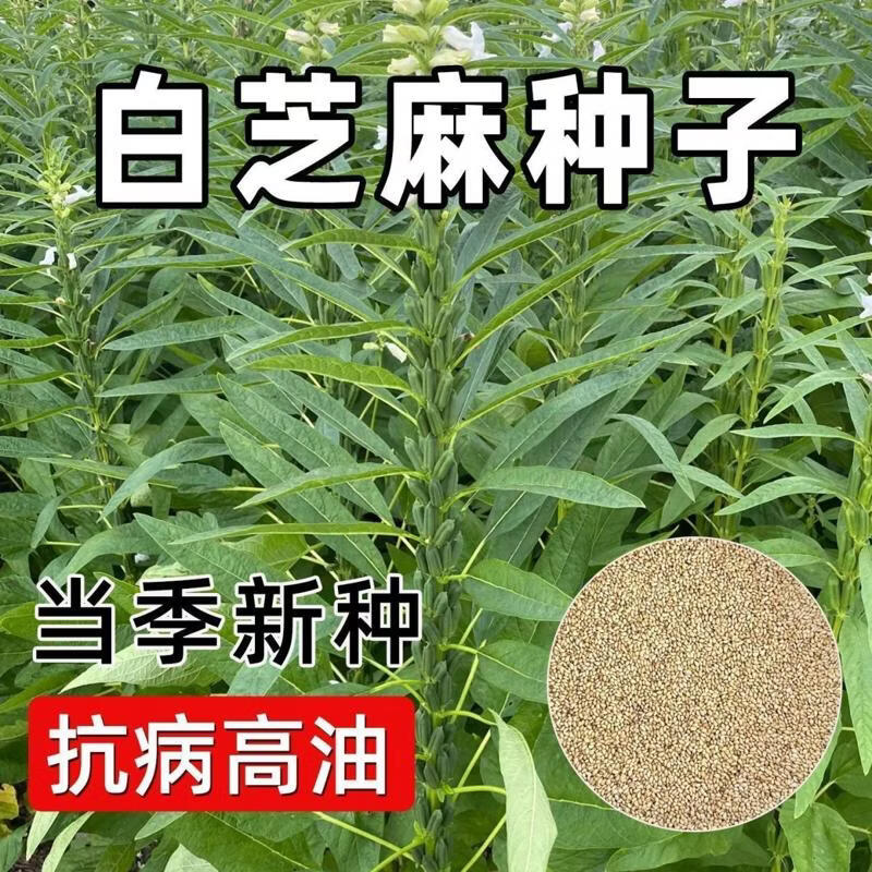 白芝麻种籽子芝麻种子庭院白芝麻菜种蔬菜种子大全高产四季种抗病