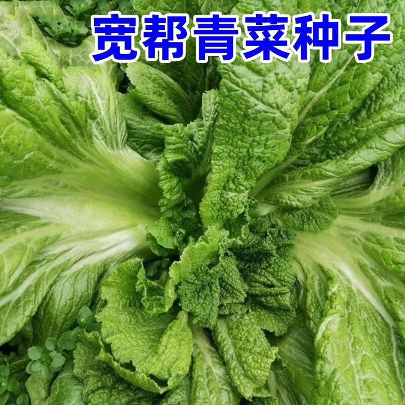 宽帮青菜种子耐寒高产腌渍泡菜酸菜种子秋季农家菜园特色芥菜种籽