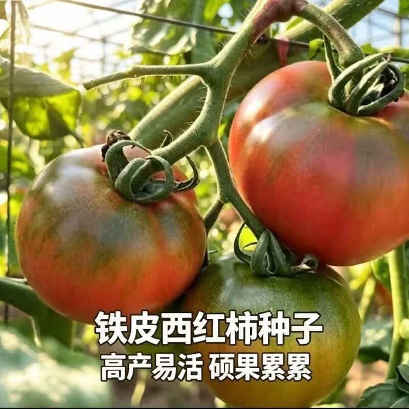 【口感番茄】正宗铁皮番茄爆甜多汁金玲珑黑珍珠大粉种子西红柿籽