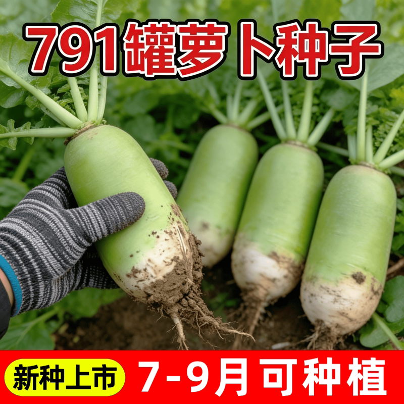 甜脆791萝卜种子青皮萝卜种子罐青萝卜种籽农家四季新鲜蔬菜种孑