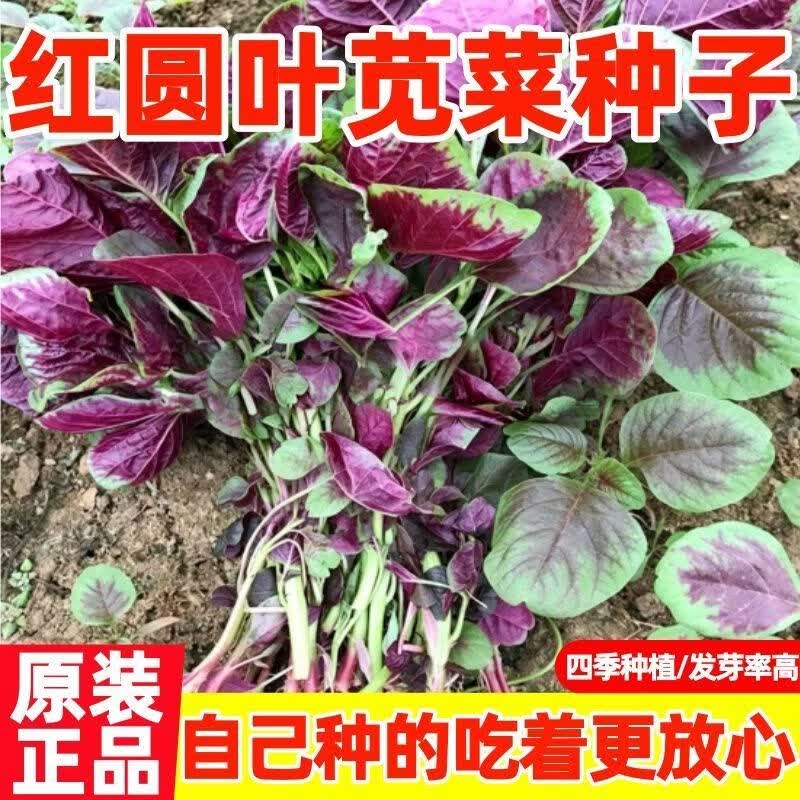 红圆叶苋菜种子圆叶厚肉嫩滑爽口蔬菜阳台田园种植耐热好种子