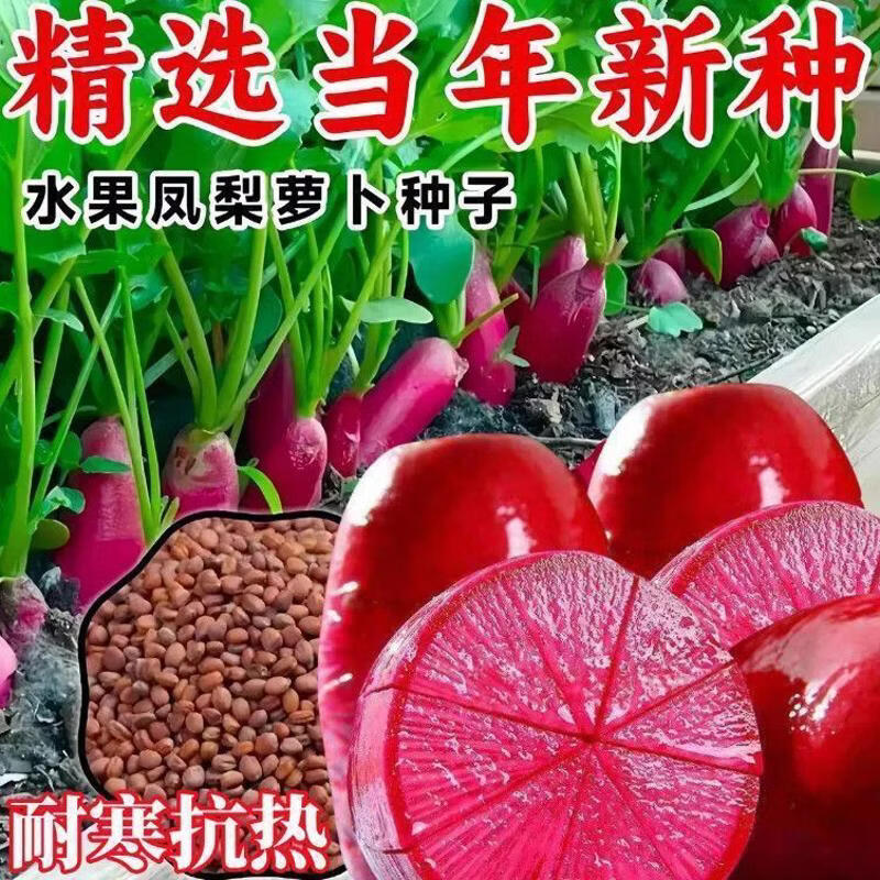 凤梨红心萝卜种子生吃甜脆凤梨水果萝卜种子满堂红心里美萝卜种子