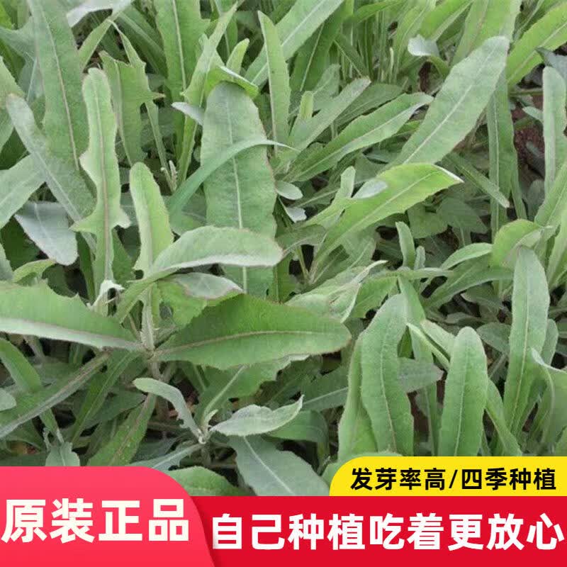 野生曲麻菜曲曲芽菜种子 野生红曲麻菜东北一年种植多年收获