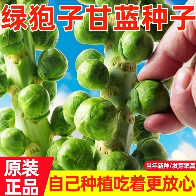 孢子甘蓝一年四季抱子甘蓝种卷心菜包心菜秋冬蔬菜懒人专用种