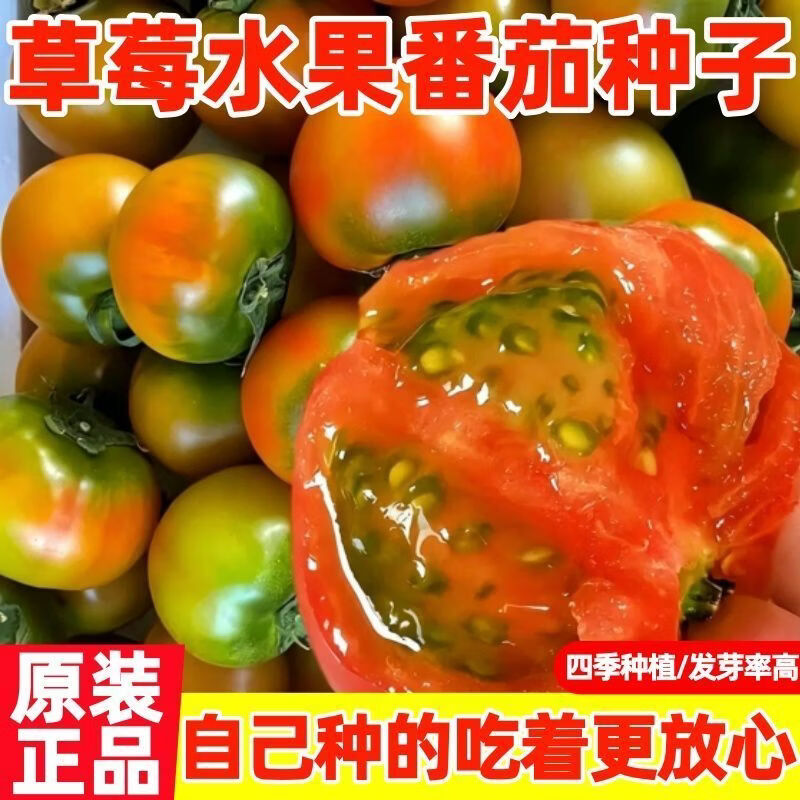 【口感番茄】正宗铁皮番茄爆甜多汁金玲珑草莓水果西红柿种子