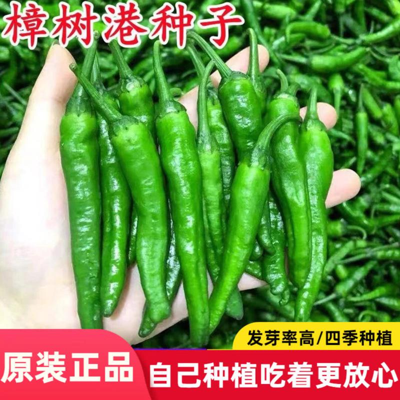 樟树港辣椒种子家庭阳台小院盆栽地栽种植播种蔬菜种子