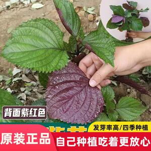 双色苏子紫苏种子大叶紫苏阳台盆栽蔬菜籽孑秋冬紫苏种籽春季