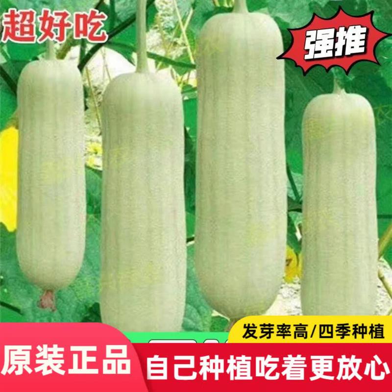 奶油丝瓜种籽牛奶白丝瓜种子白皮白肉阳台盆栽春秋蔬菜种子