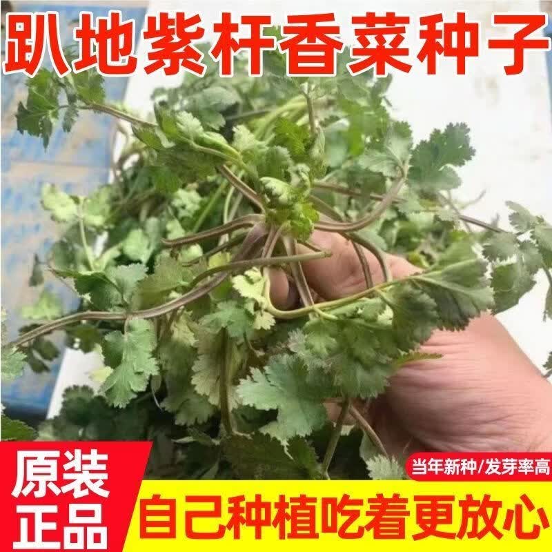 老品种浓香型芫荽紫根香菜矮杆趴地香菜种子小叶种籽四季蔬菜种子