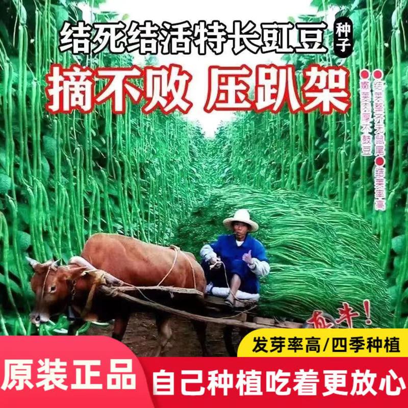 结死结活特长摘不败长豆角种子早熟豇豆秋冬季豆角种豇豆种