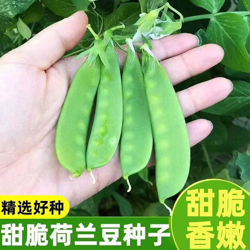 甜脆荷兰豆种子菜豌豆双花双夹高产耐寒农家自种秋冬季豆角菜种子