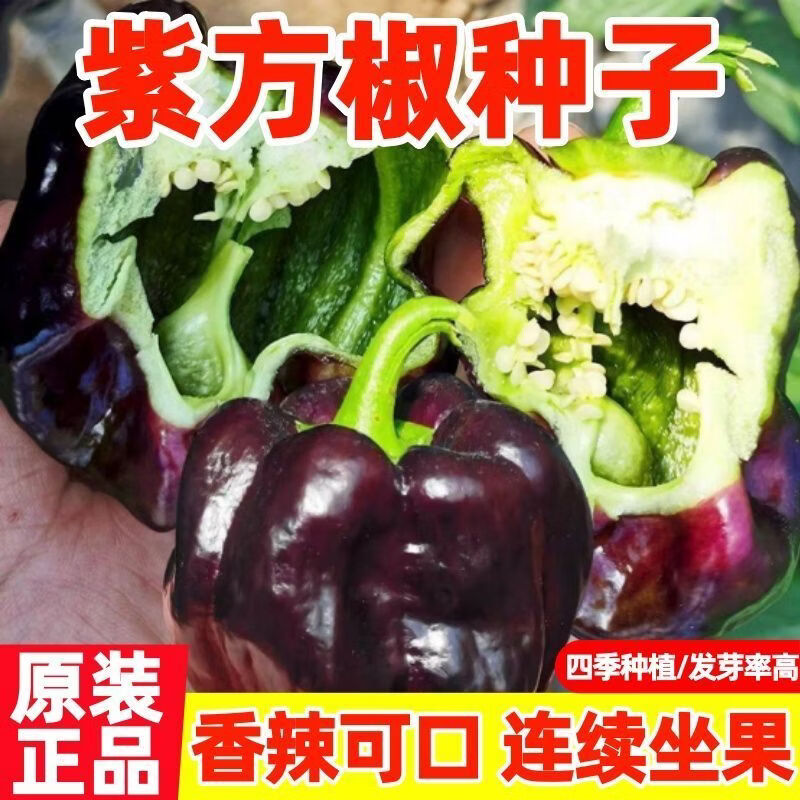 紫方椒种子紫色美人辣椒种籽黑炫彩高产四季香辣蔬菜
