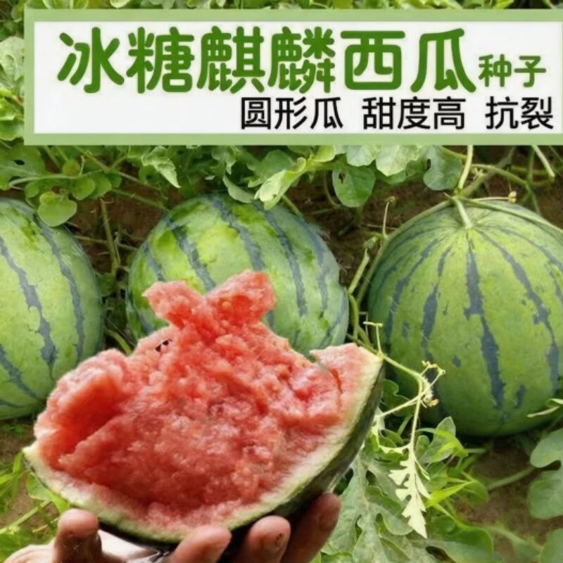 8424麒麟少籽西瓜种子无籽特大高产巨型甜王南方四季蔬菜种子