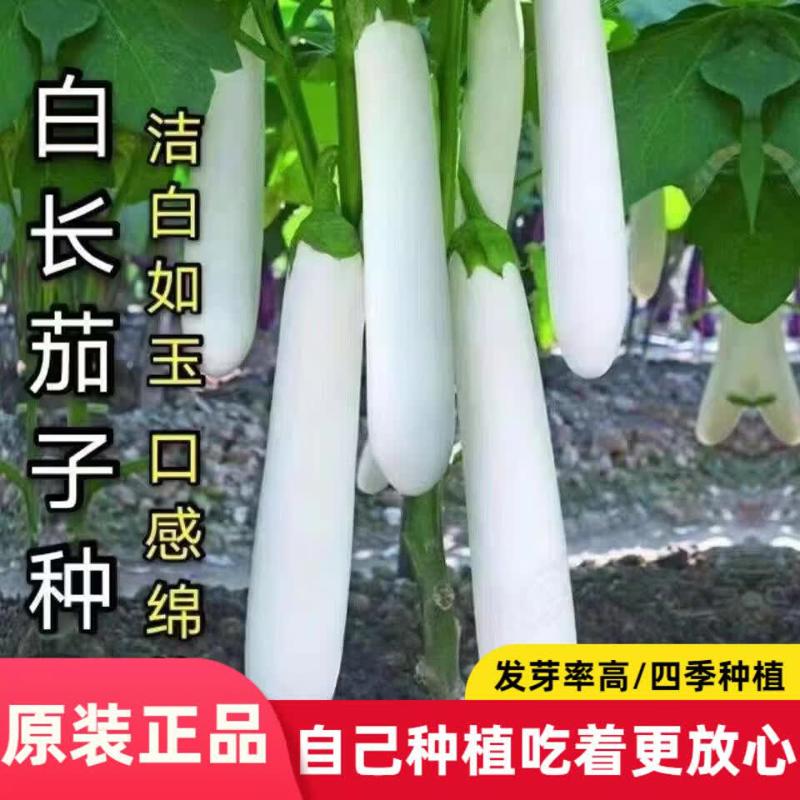 白长茄种子白玉雪白色茄子种籽春秋播种农家菜园庭院阳台盆栽种子