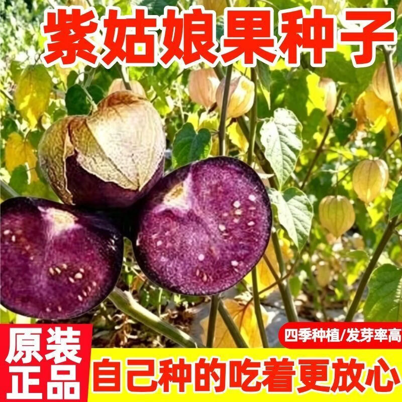 东北紫姑娘种子大紫姑娘果巨大号大鼻子姑娘果紫姑娘四季种植