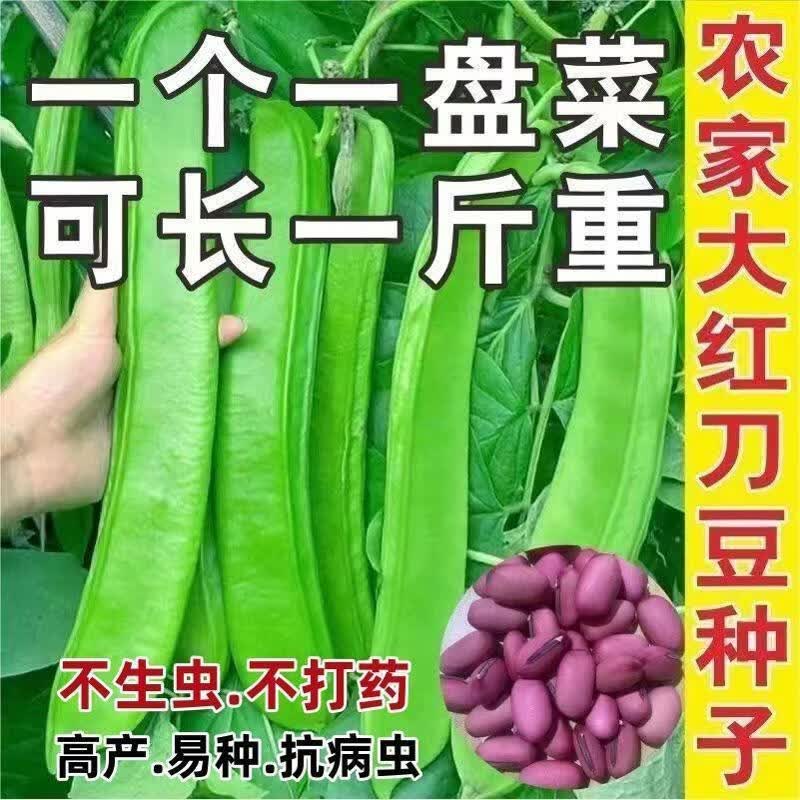 刀豆种子大红刀豆巨型大豆角种籽巴西刀豆四季爬藤蔬菜菜豆角种子