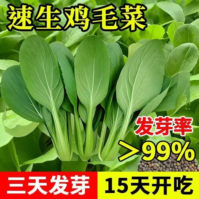 鸡毛菜种子小油菜四季播种抗热耐寒蔬菜种子小白菜籽四季小青菜籽