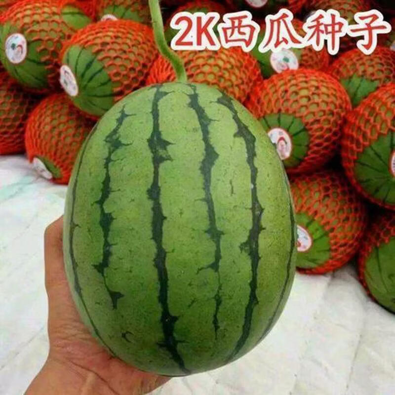 正宗2k西瓜种子薄皮脆甜正宗麒麟西瓜小糖丸西瓜种子四季水果种子