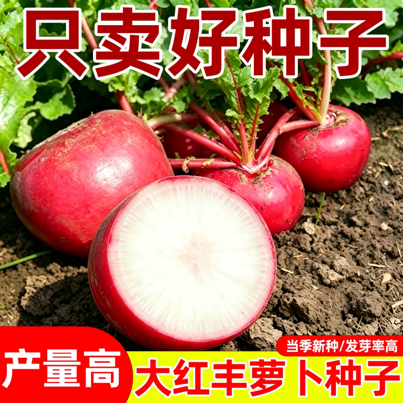 北方大红萝卜种籽大红圆萝卜种子夏秋播红皮白肉红丰萝卜蔬菜种孑