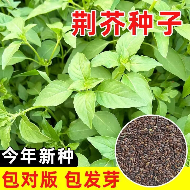 荆芥种子四季香草荆芥种子河南大叶荆芥种子荆芥籽夏季菜种耐热