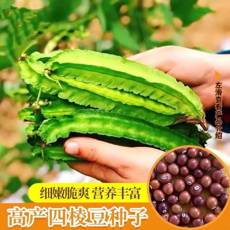 高产四棱豆种子苗高产豆角四角豆皇帝豆种籽阳台春四季播蔬菜种子