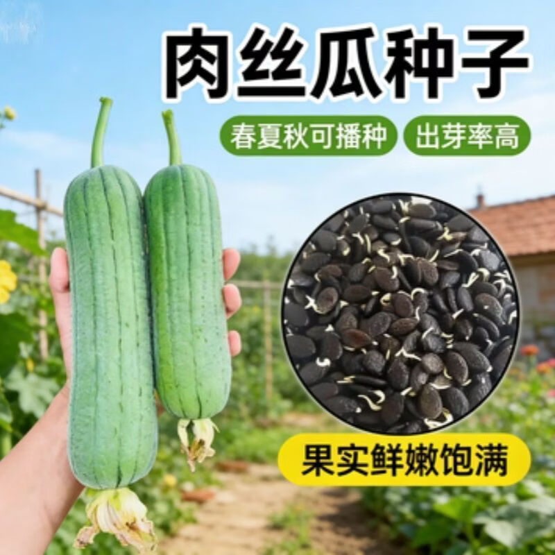 高产肉丝瓜种子奶香丝瓜农家阳台蔬菜籽新鲜耐热丝瓜各种菜种籽