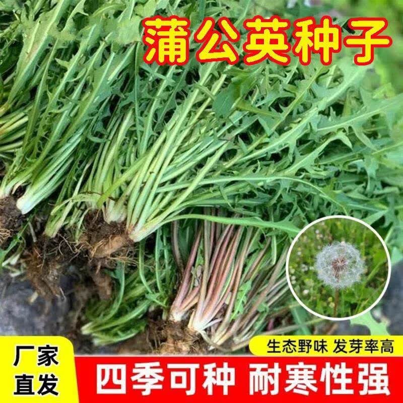 蒲公英种子野菜种植食用四季播种多年生种籽高产蔬菜种子