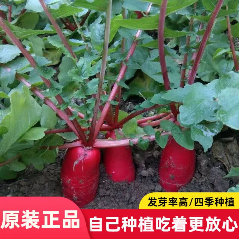 满身红大红袍萝卜种子红皮白心萝卜种子耐热耐寒秋春播蔬菜种