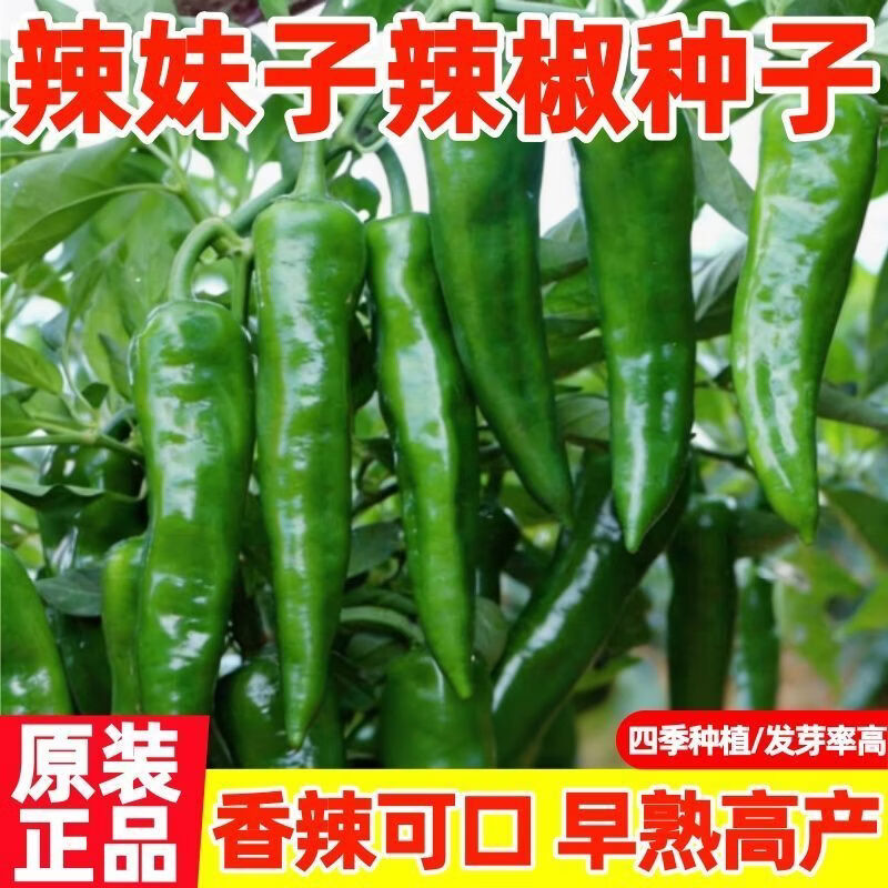 辣妹子辣椒种子辣椒种土辣椒种子青椒种红椒干椒盆栽高产春季